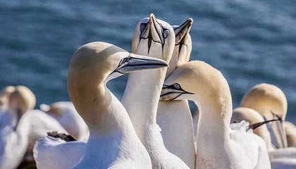 开云体育下载网页版-法甲焦点：裁判判罚引发争议，裁判最新规则