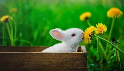 开云体育下载网页版-法甲焦点：裁判判罚引发争议，裁判最新规则